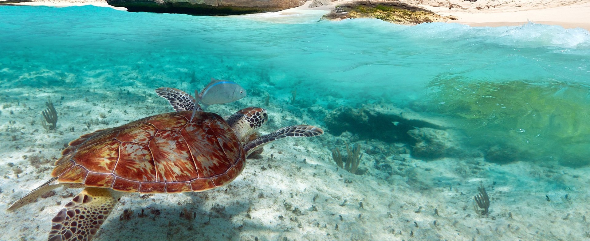 Sea turtle swimming underwater